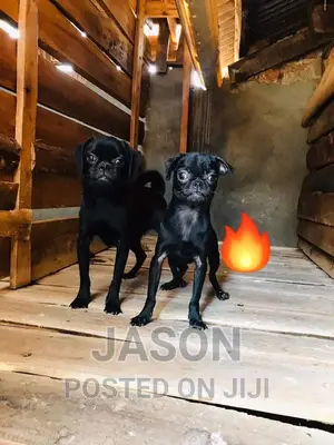 3-6 months Male Purebred Pug