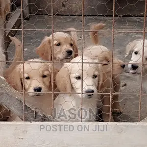 1-3 months Male Purebred Labrador Retriever