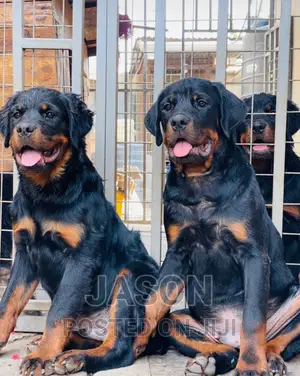 6-12 months Male Purebred Rottweiler