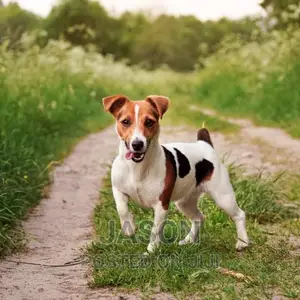 3-6 months Male Purebred Jack Russell Terrier