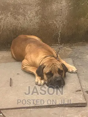 1+ year Male Purebred Boerboel