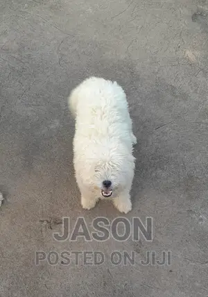 3-6 months Male Purebred Maltese
