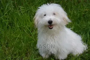 6-12 months Female Purebred Maltese