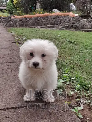 1-3 months Female Purebred Maltese
