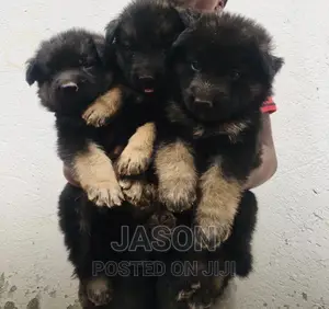1-3 months Male Purebred German Shepherd