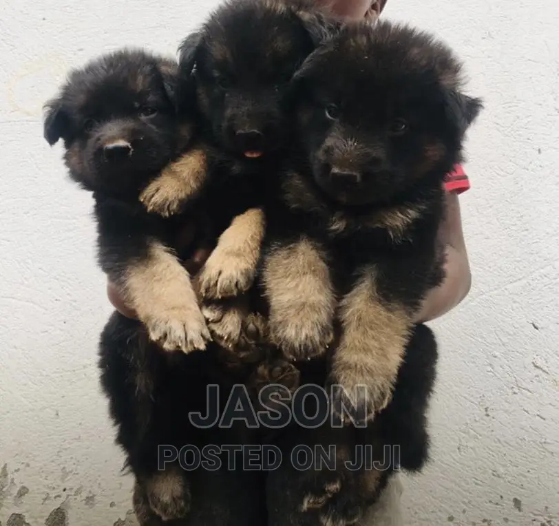 1-3 months Male Purebred German Shepherd