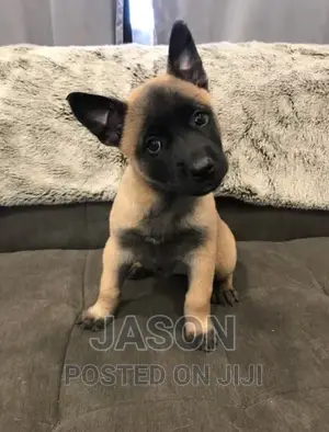 1-3 months Male Purebred Belgian Malinois