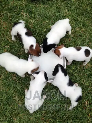 1-3 months Male Purebred Jack Russell Terrier