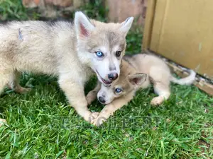 1-3 months Male Purebred Japanese Spitz
