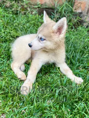3-6 months Male Purebred Siberian Husky