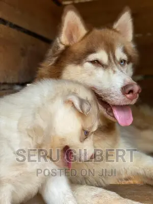 1-3 months Male Purebred Siberian Husky