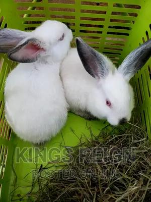 Pure California Bunnies
