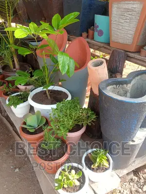 Stunning Flower Pots