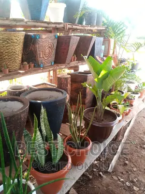Stunning Flower Pots