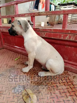 3-6 months Male Purebred Boerboel