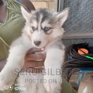 3-6 months Male Purebred Siberian Husky