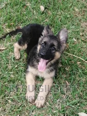 1-3 months Male Purebred German Shepherd