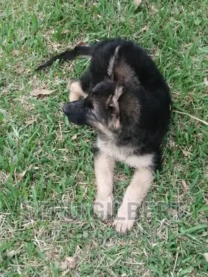 1-3 months Male Purebred German Shepherd