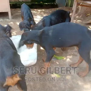 3-6 months Male Purebred Doberman Pinscher