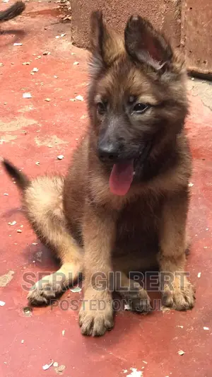 3-6 months Male Purebred German Shepherd