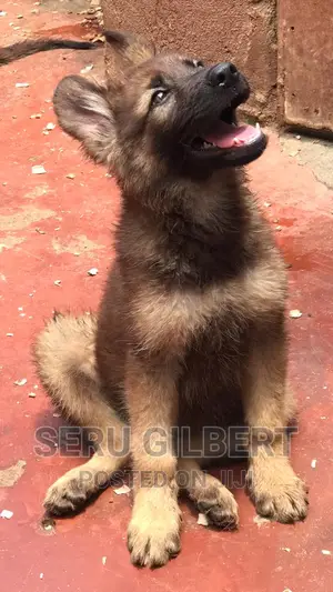 1-3 months Male Purebred German Shepherd