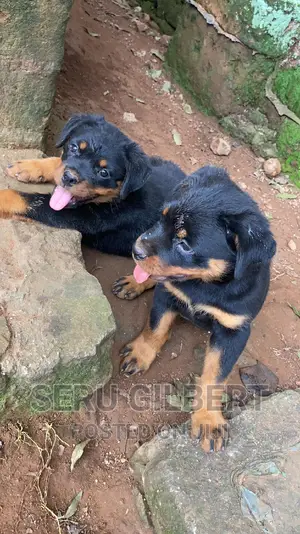 1-3 months Male Purebred Rottweiler