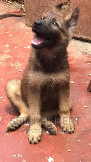 3-6 months Male Purebred German Shepherd