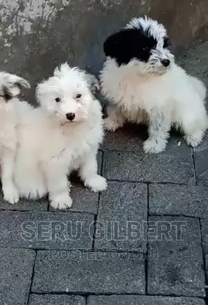 1-3 months Male Purebred Maltese