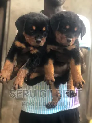 1-3 months Male Purebred Rottweiler