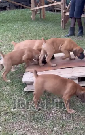 3-6 months Male Purebred Boerboel