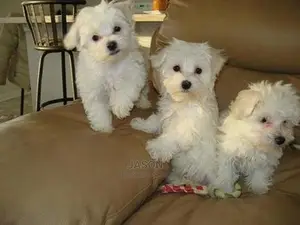 Young Male Purebred Maltese