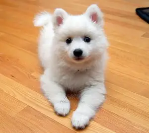 Young Male Purebred Japanese Spitz