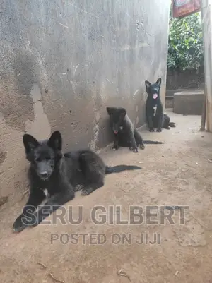 3-6 months Male Purebred German Shepherd