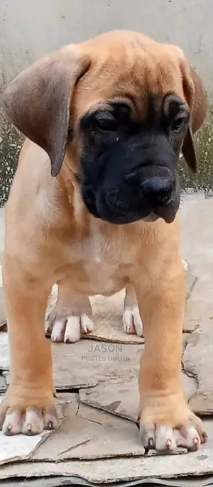 Young Male Purebred Boerboel
