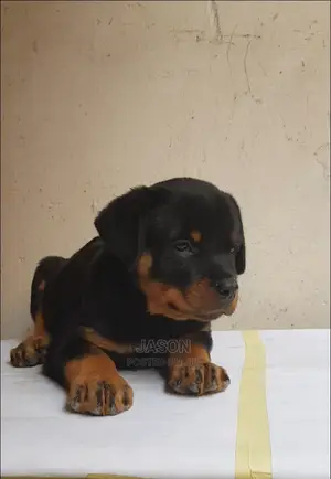 Young Male Purebred Rottweiler