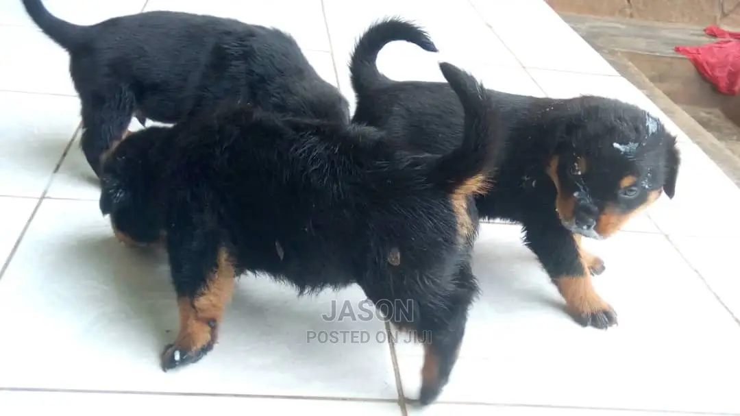 Young Male Purebred Rottweiler