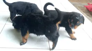 Young Male Purebred Rottweiler