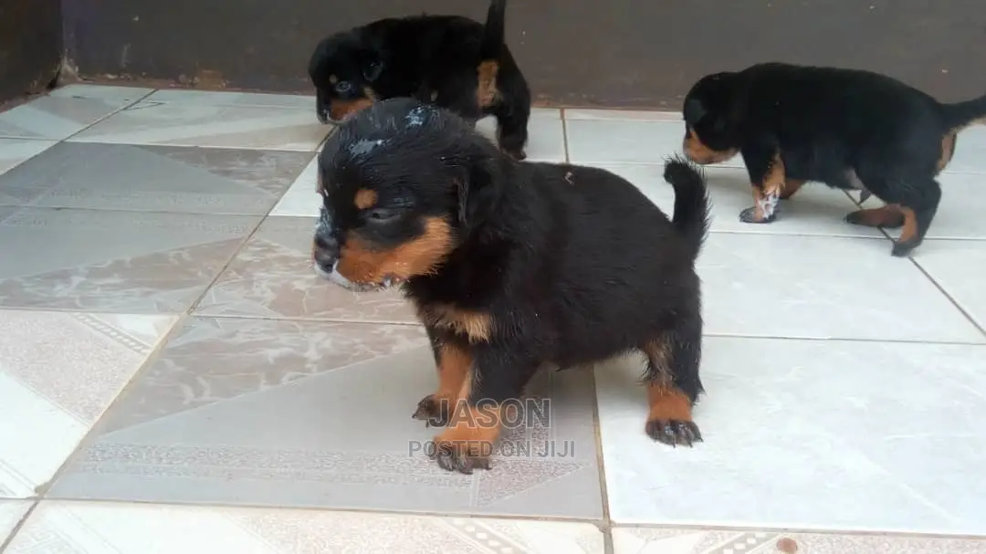 Young Male Purebred Rottweiler