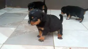 Young Male Purebred Rottweiler