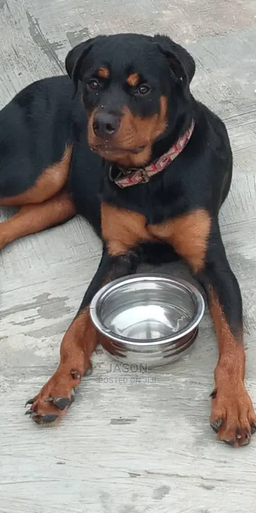 Young Male Purebred Rottweiler