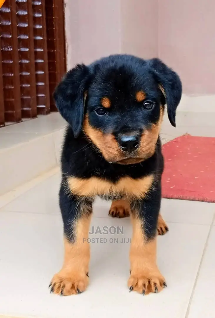 Young Male Purebred Rottweiler