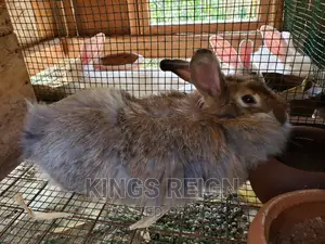 Angora Breeds of Rabbits