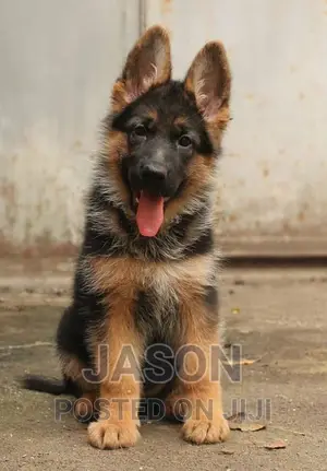 3-6 months Male Purebred German Shepherd