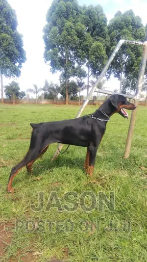 3-6 months Male Purebred Doberman Pinscher