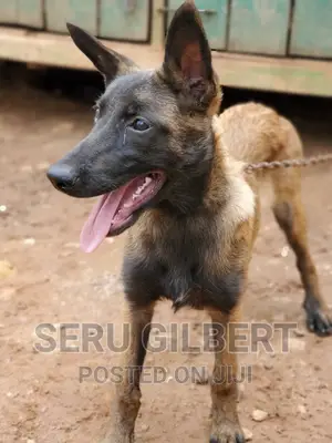 1-3 months Male Purebred Belgian Malinois
