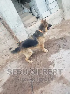 1-3 months Male Purebred German Shepherd