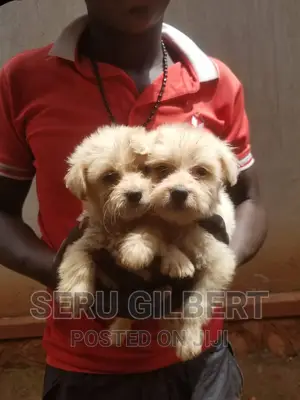 3-6 months Male Purebred Maltese