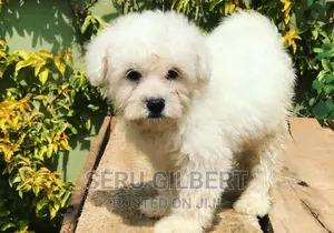 1-3 months Male Purebred Maltese