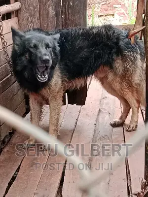 1-3 months Male Purebred German Shepherd