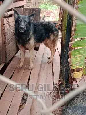 6-12 months Male Purebred German Shepherd